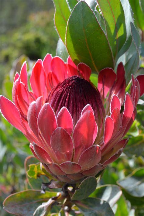 Free Images : blossom, flower, petal, botany, close, flora, shrub, south africa, flowering plant ...