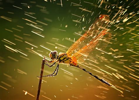 Winners of the National Geographic Photo Contest 2011 - The Atlantic