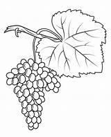 Grapes Coloring Pages  Best For Kids Fruit coloring sketch template