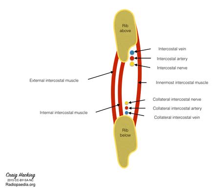 Intercostal Nerve Model