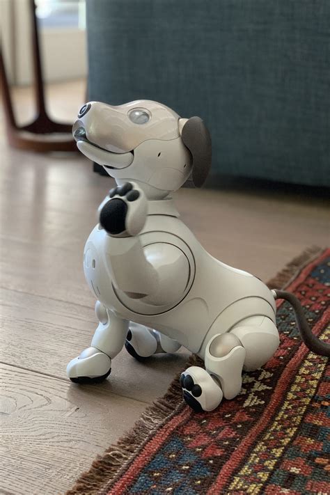 What it’s like to live with Aibo, Sony’s Robot Dog | Carley K.