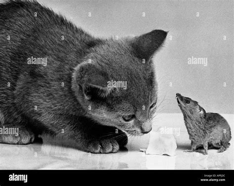 Tom jerry mouse Black and White Stock Photos & Images - Alamy