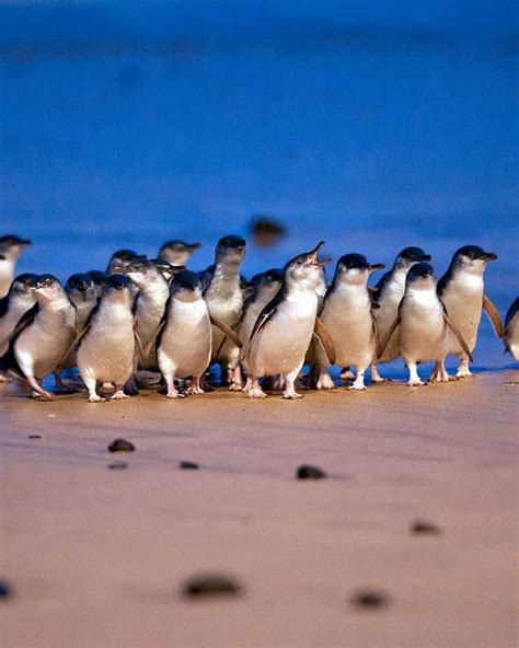 Phillip Island Penguins: insider tips for the best viewing experience — Walk My World