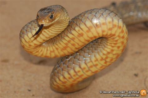 Eastern Brown Snake