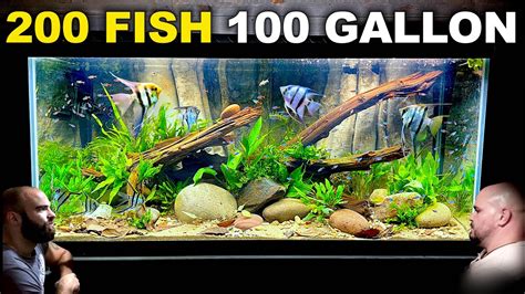 100 Gallon Angelfish & Neon Tetra Tank w/ Custom 3D Background ...