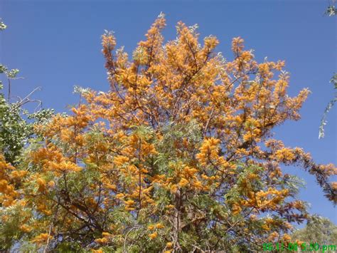 Grevillea robusta – Silky Oak | Gardening With Angus