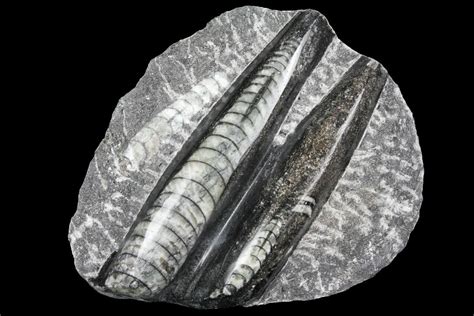 Polished Orthoceras (Cephalopod) Fossils - Morocco (#96636) For Sale - FossilEra.com