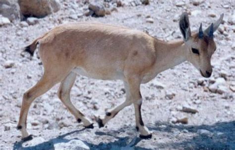 Israeli wildlife