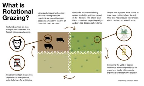 Grazing In The Grass: An Old-Fashioned Idea Holds New Promise For Sustainable Farming - WOUB Digital