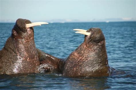 Walruses Fighting During The Mating | Walrus, Animals