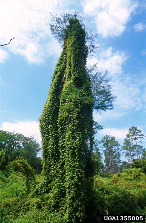 old world climbing fern (Lygodium microphyllum)