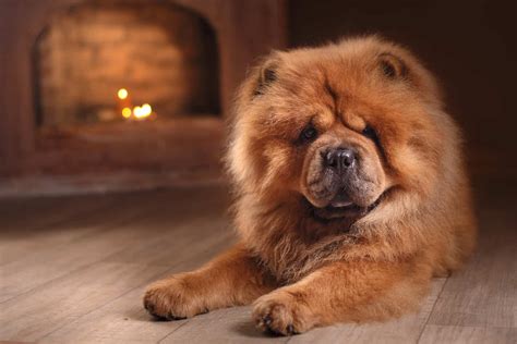 Chow Chow Colors: A Complete Guide For Chow Chow Lovers