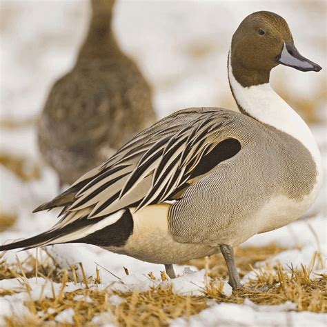 Buy Northern Pintail Duck in Pakistan - Taj Birds