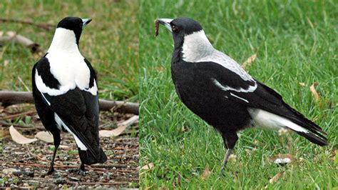 File:Tasmanian magpie pair.jpg - Wikimedia Commons