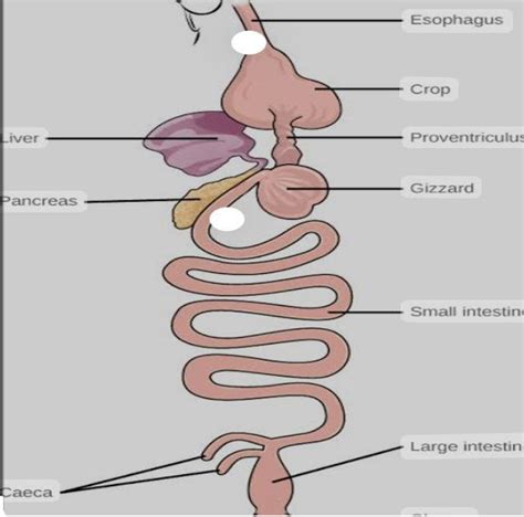 Chicken Digestive System