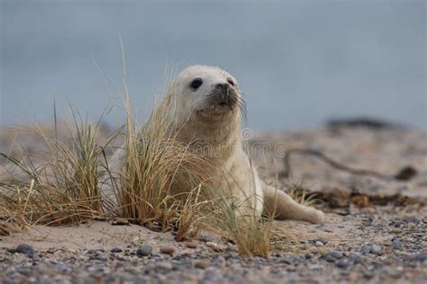 Gray Seal (Halichoerus Grypus) Pup Island Helgoland Germany Stock Image - Image of ecology ...