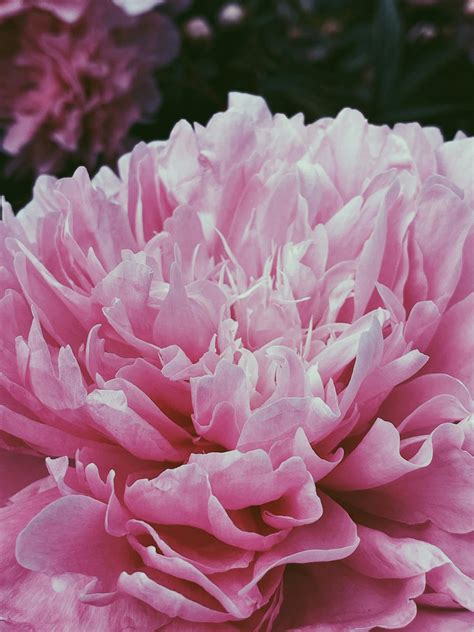 Blooming pink peony in sunny garden · Free Stock Photo