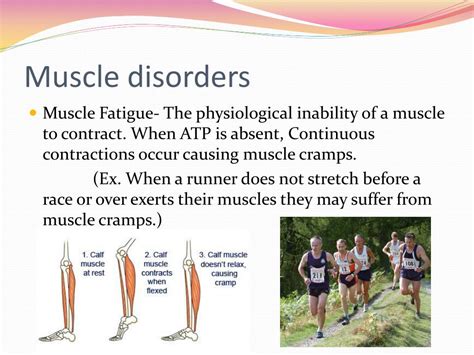 PPT - The Muscular System PowerPoint Presentation, free download - ID ...