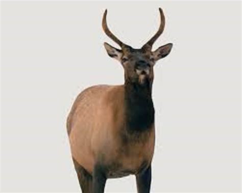 What is a spike elk? • Support Wild