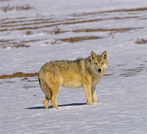 Himalayan wolves: An Ancient Lineage | RoundGlass | Sustain