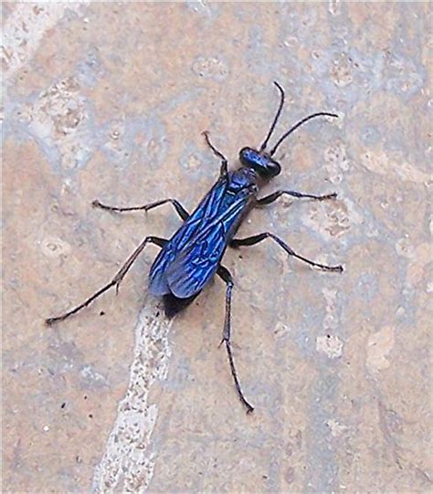 blue bug? fly? spider killer? - Chalybion californicum - BugGuide.Net