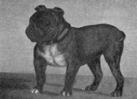 20 Extinct Dog Breeds So Strange That We Wish They Still Existed