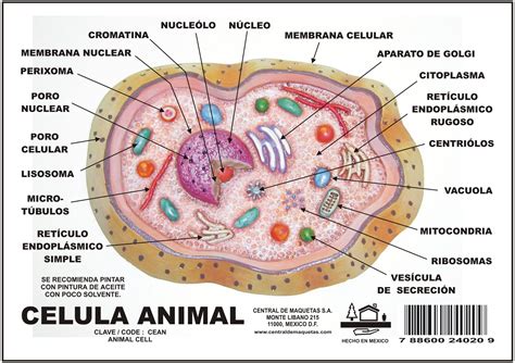 Imagen De La Celula Animal | la c 233 lula y sus org 225 nulos ciencias naturales 2 186 eso ...