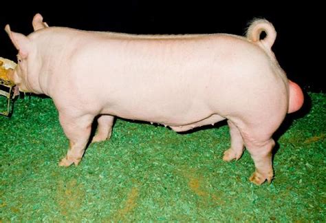 Swine Discovery - Breeds - Yorkshire | Animal & Food Sciences