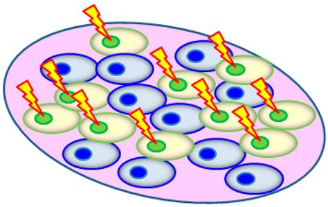 IJMS | Free Full-Text | Rescue Effects: Irradiated Cells Helped by Unirradiated Bystander Cells