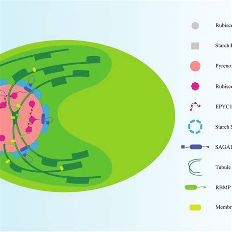 Assembly of the pyrenoid. The Rubisco-binding motif (RbM) mediates the... | Download Scientific ...