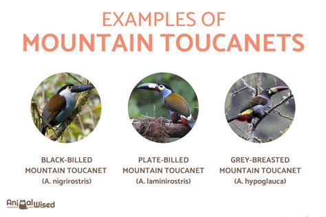 Types of Toucans - Different Toucan Species With Photos