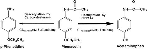 Phenacetin Deacetylase Activity in Human Liver Microsomes: Distribution, Kinetics, and Chemical ...