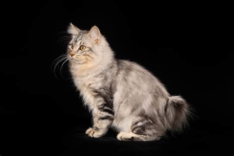 Kurilian Bobtail cat breed: living on an island for centuries