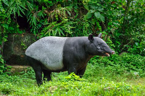 5 incredible wildlife sanctuaries in Malaysia - Going Places by ...