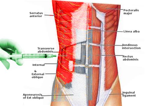 Transverse Plane