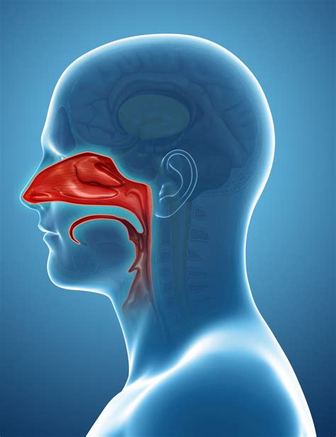 Diagram Of Human Nasal Passages