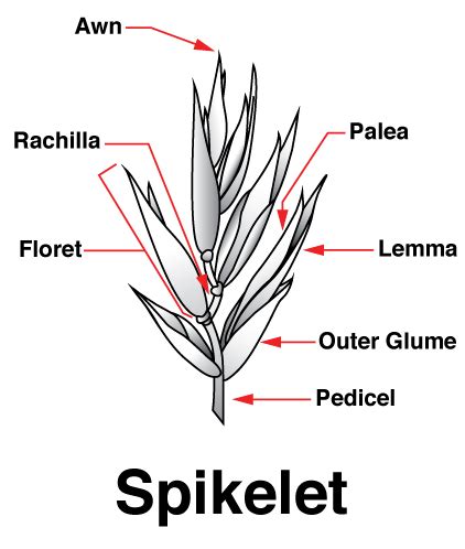 Weeds: Monocot | CropWatch