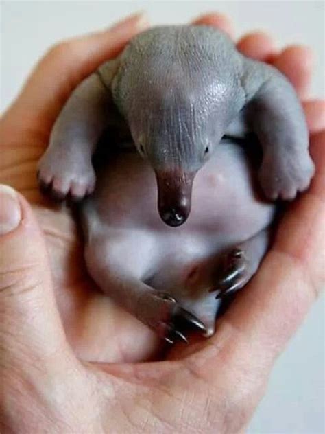 Echidna baby = a puggle. Is this not the cutest most adorable baby? ♥ ...