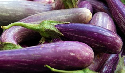 Could Ancient Eggplant Save the Future of Food? | NOVA | PBS