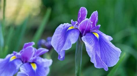 When Is The Best Time To Transplant Irises? - Gardening Dream