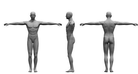 human body 3d model 3D model | CGTrader