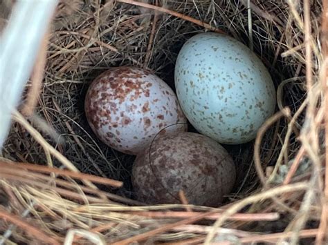 House Wren Nesting (Behavior, Eggs + Location) | Birdfact