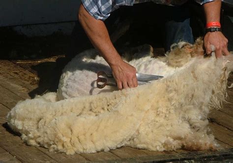 Sheep Shearing - The Benefits Of Using Hand Shears