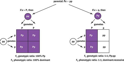 How Do You Determine An Unknown Genotype - slidesharetrick