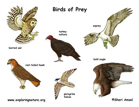 Bird of Prey Poster