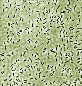 Catalogue of Organisms: The Green Sulphur Bacteria