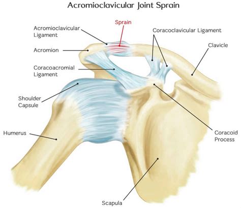 Acromioclavicular joint, acromioclavicular joint injury, separation & osteoarthritis