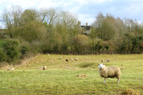 Herd of Sheep · Free Stock Photo