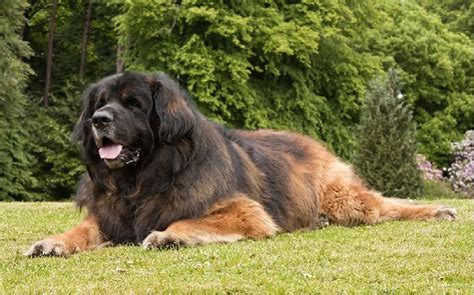 Leonberger Temperament and Personality - Non Aggressive and Kid Friendly Behavior