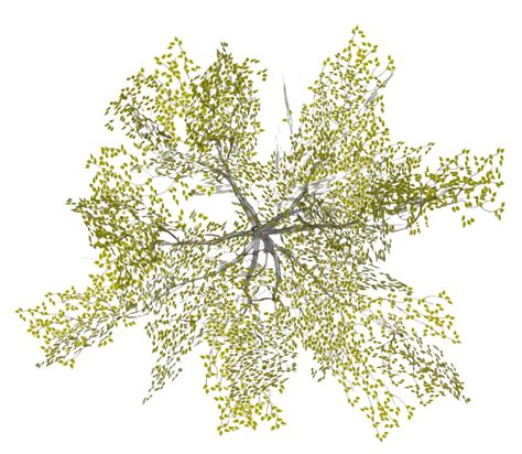 Landscape Architecture Tree Plan Png - To search and download more free ...